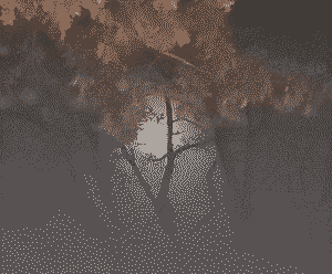 A moonlit path lit by autumn trees
